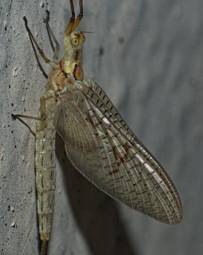 Ephemera glaucops